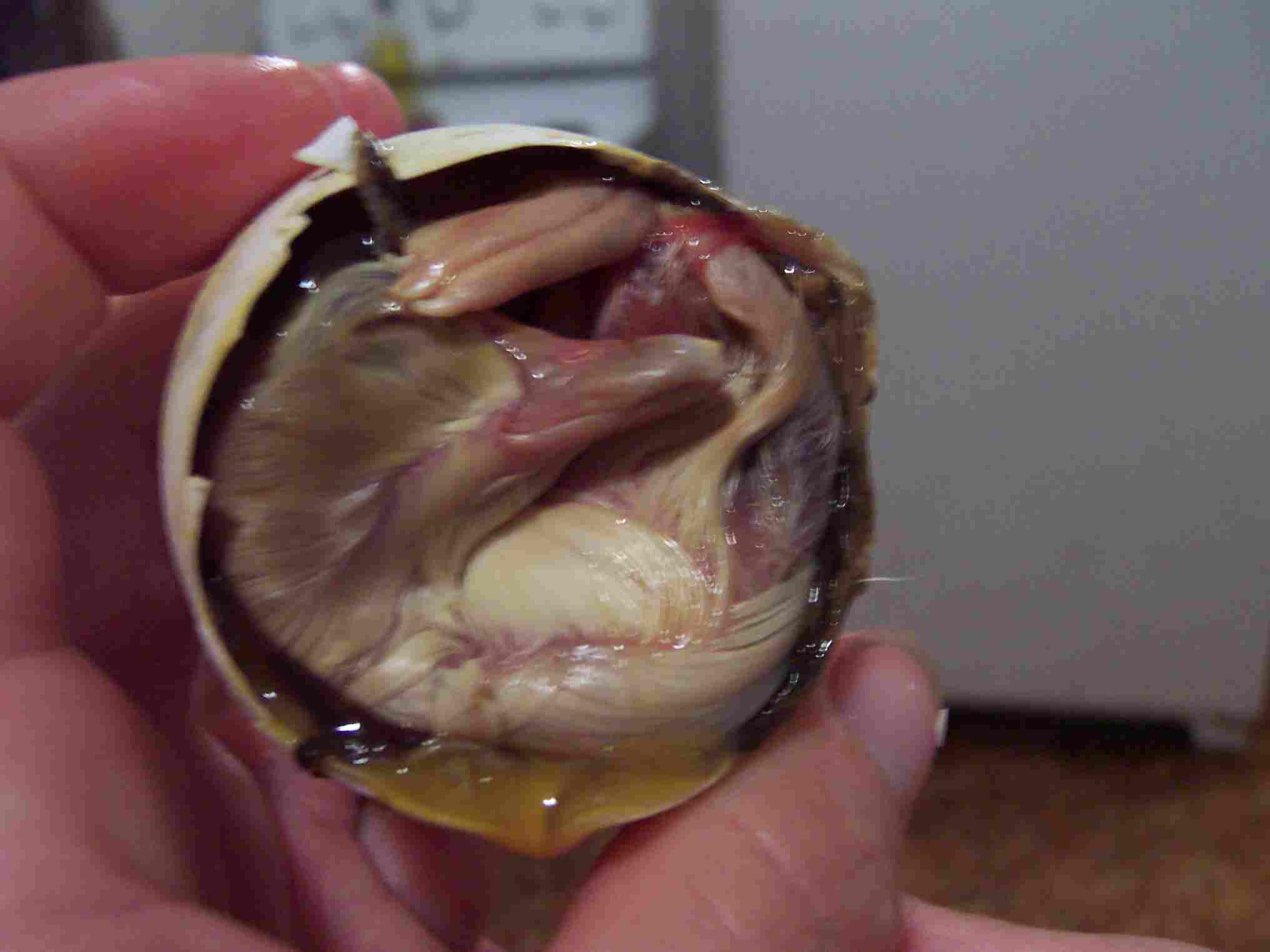 Mallard duck eggs incubator Info ~ Makers